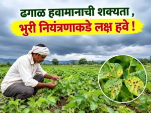 Powdery mildew