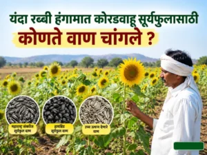 Rabi season