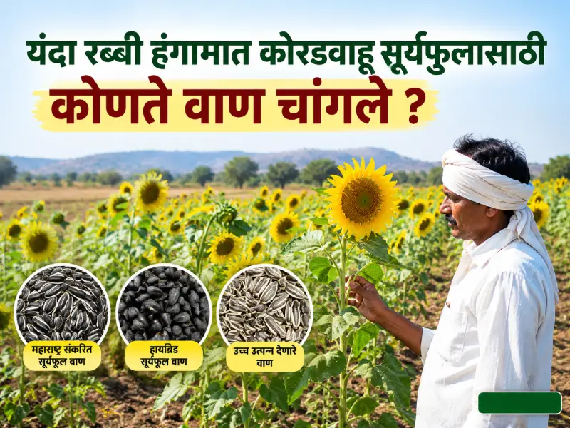 Rabi season