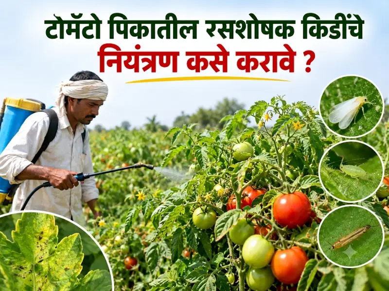 Tomato crops
