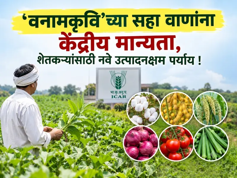 Various safflower varieties (1)