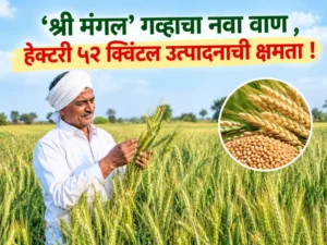 wheat variety