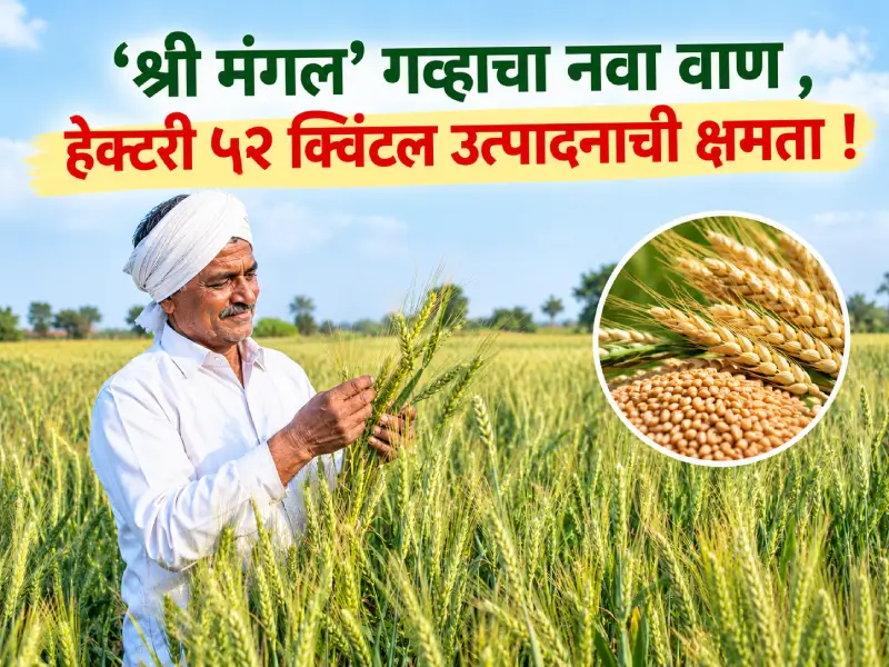 wheat variety